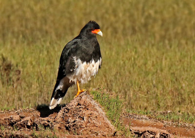 Mountain Caracara