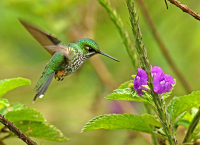 Rufous-booted Raquettail