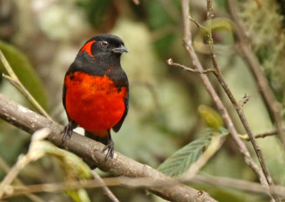 Scarlet-bellied Mountain-Tanager