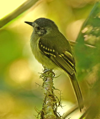 Slaty-capped Flycatcher