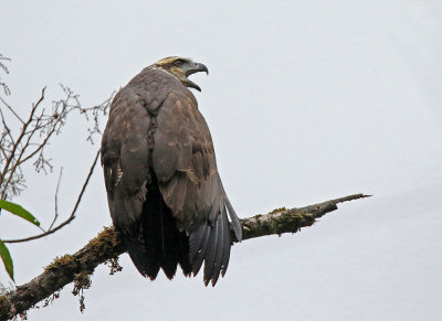 Solitary Eagle