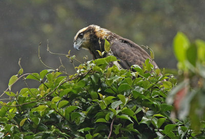 Solitary Eagle