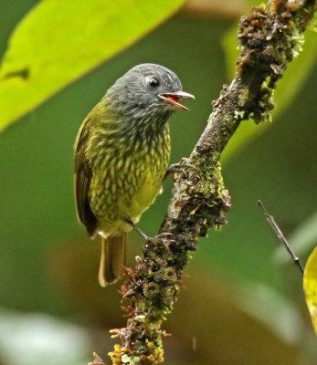 Streak-necked Flycatcher