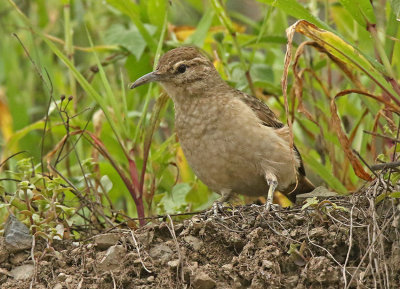 Thick-billed Miner