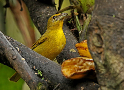 Tooth-billed Tanager