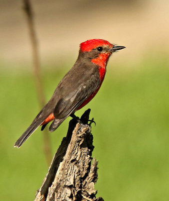 Vermilion Flycatcher