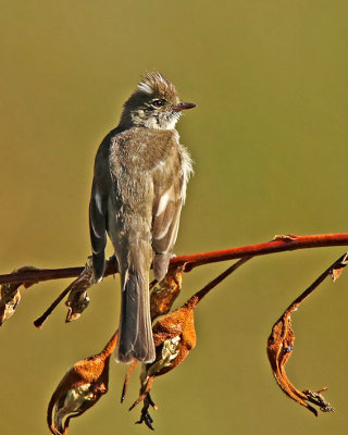 White-crested Elaenia