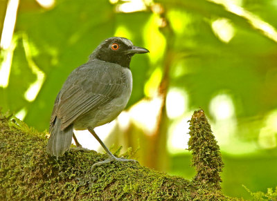 Ash-breasted Antbird