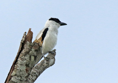 Black-crowned Tityra