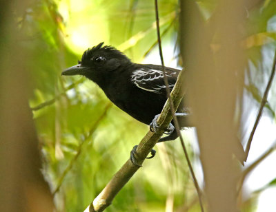 Castelnau's Antshrike