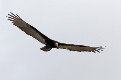 Lesser Yellow-headed Vulture