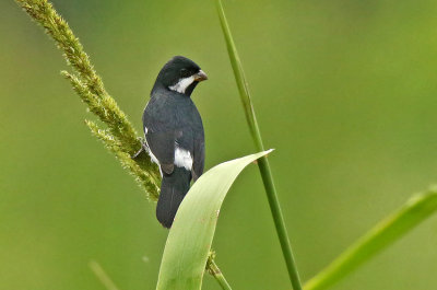 Lesson's Seedeater