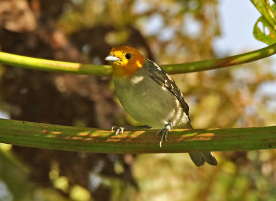 Orange-headed Tanager