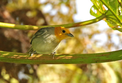 Orange-headed Tanager