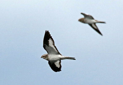 Sand-colored Nighthawk