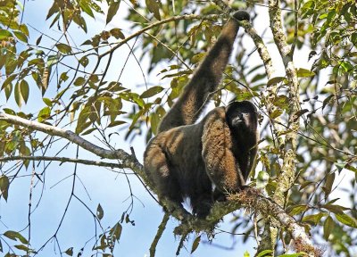 Wholly Monkey