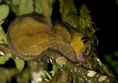 Kinkajou