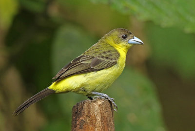 Lemon-rumped Tanager