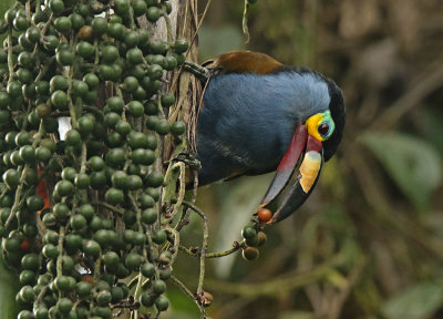 Plate-billed Mountain-Toucan