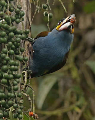 Plate-billed Mountain-Toucan