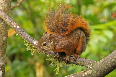 Western Red Squirrel