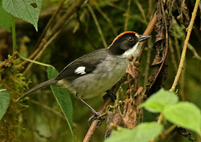 White-winged Brushfinch