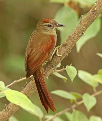 Ash-browed Spinetail