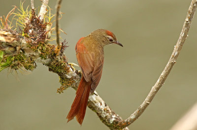 Ash-browed Spinetail