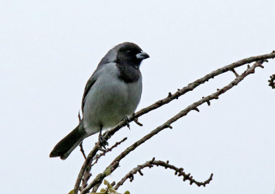 Black-faced Tanager