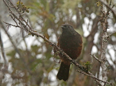 Chestnut-bellied Cotinga