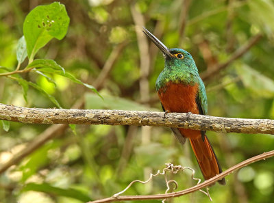 Coppery-chested Jacamar