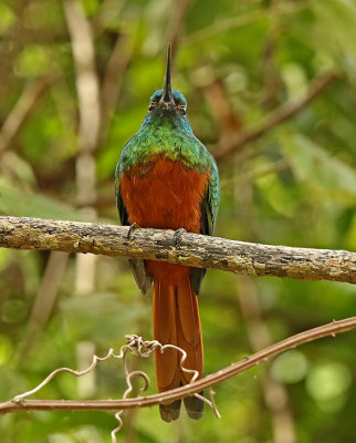 Coppery-chested Jacamar