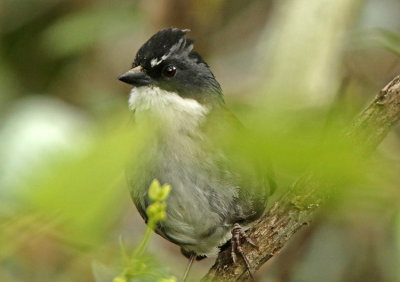 Gray-browed Brushfinch