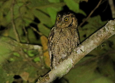 Peruvian Screech-Owl