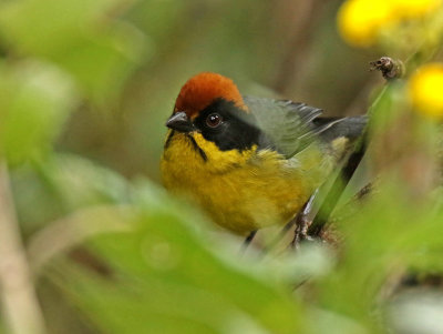 Rufous-naped Brushfinch