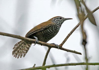 Speckle-breasted Wren