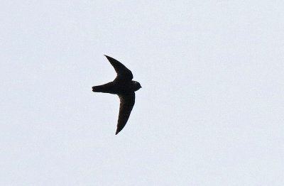 Spot-fronted Swift