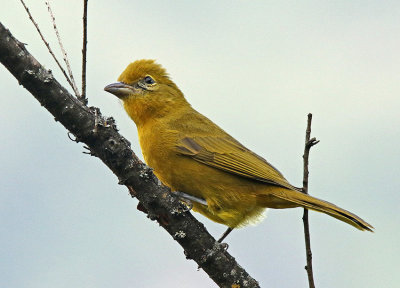 Tooth-billed Tanager