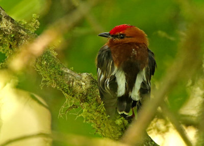 Club-winged Manakin