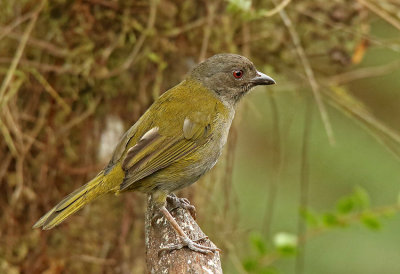 Dusky Bush-Tanager