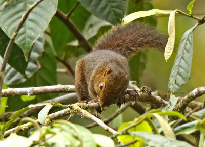 Western Dwarf Squirrel