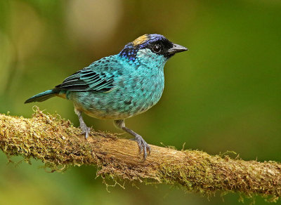 Golden-naped Tanager