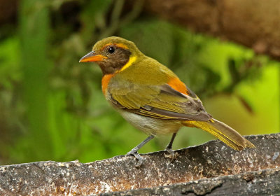 Guira Tanager