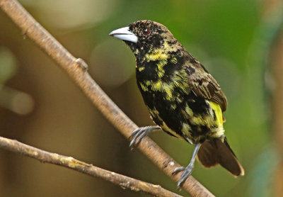 Lemon-rumped Tanager