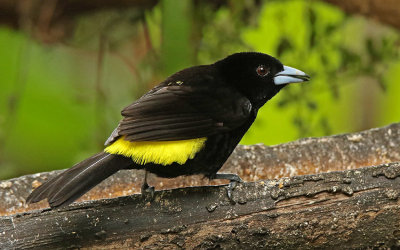 Lemon-rumped Tanager