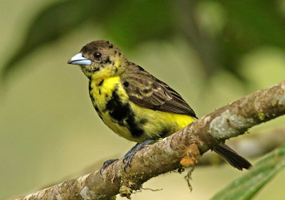 Lemon-rumped Tanager