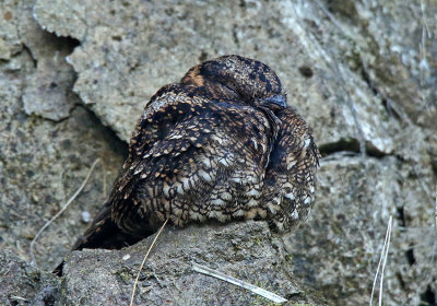 Lyre-tailed Nightjar