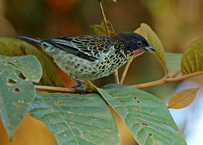 Rufous-throated Tanager