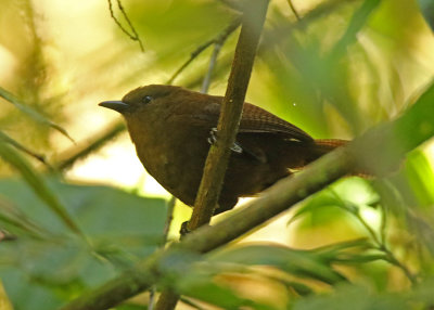 Sepia-brown Wren