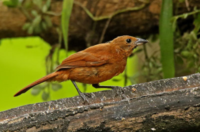 White-lined Tanager